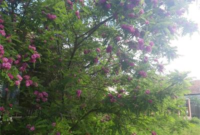 Casă cu 3 camere cu Teren 450 Mp în Hidiș - 9