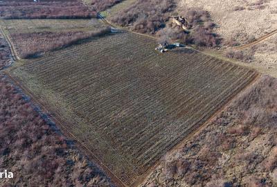 Spațiu comercial, în Covăsinț - 5