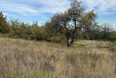 Teren de 5246 mp, în Ceptura - 3