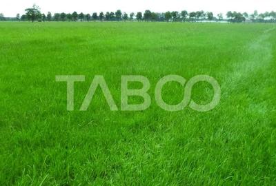 Teren intravilan deschidere 35 ml 7000mp in zona Industrial Vest Sibiu - 2