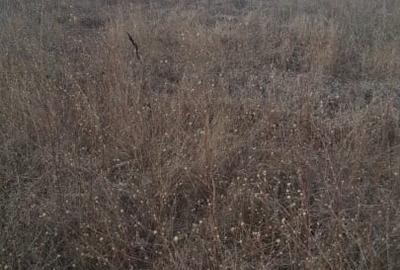 Balotesti - Saftica - Flamingo Park -476 mp Balotesti - Saftica - Flamingo Park -476 mp - 2