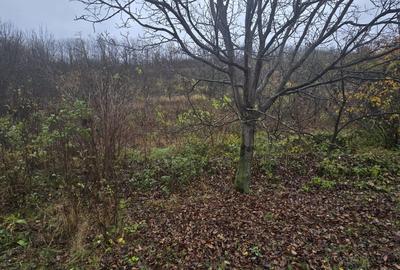 Teren Construcții intravilan de 500 mp, în Tomești - 3