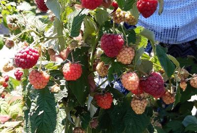 Teren de 60000 mp, în Albina - 7