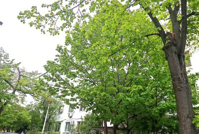 Apartament cu 3 camere decomandat în Ozana - 11