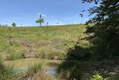 Teren de 55600 mp, în Codru Butesii - 3