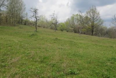 Teren Construcții intravilan de 9300 mp, în Tomșani - 8