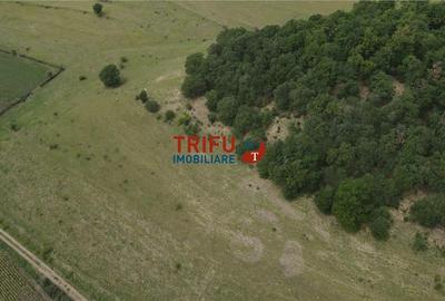 Teren cu priveliște și pădure pentru cabane de vânzare î Teren cu priveliște și pădure pentru cabane de vânzare î - 8