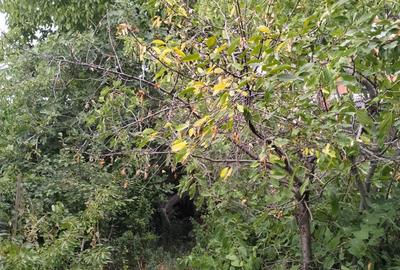 Teren de 608 mp, în 23 August - 3