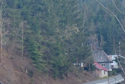 Teren Construcții intravilan de 10000 mp, în Albac - 5