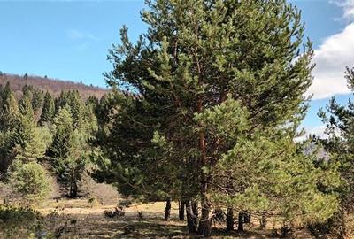 Teren agricol intravilan de 1557 mp, în Exterior Est
