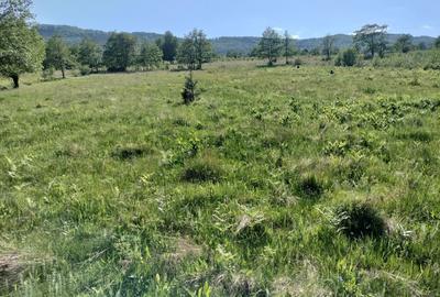 Teren de 5000 mp, în Vicovu de Sus - 4