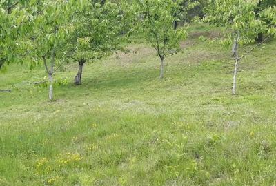 Teren extravilan de vanzare Stane?ti, 3.861 mp, livada de cire?i - 13