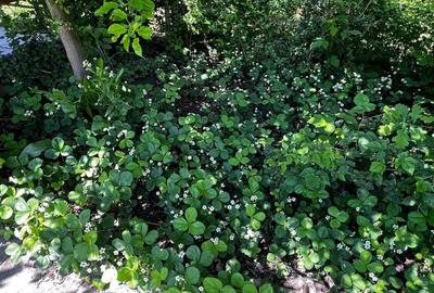 Ocazie unică! Casă de vânzare în stațiunea Covasna! - 28