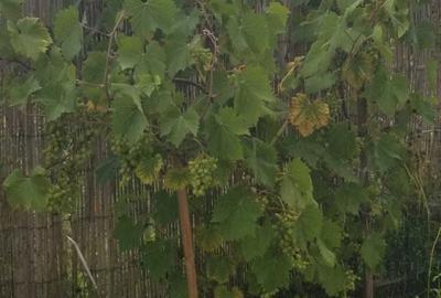 Casă cu 3 camere în Tărtășești - 8