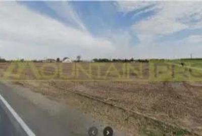 Pecica, jud Arad, 6ha teren de vanzare Pecica, jud Arad, 6ha teren de vanzare - 6