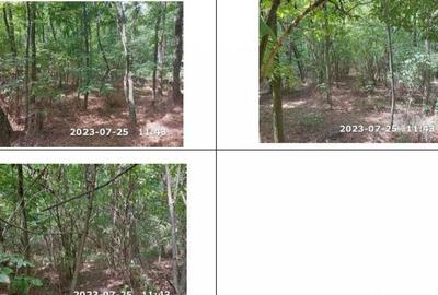 Teren padure, cota de 1/48 Horgesti, ID: R2325871 - 1