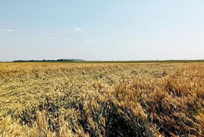 Teren agricol intravilan de 3750 mp, în Berceni