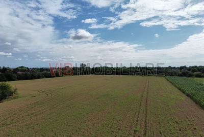 Teren Gruiu - 5000 mp - doua deschideri - intravilan - 3