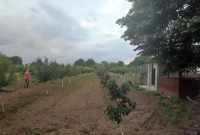 Casă cu 5 camere cu Teren 2500 Mp în Central - 4