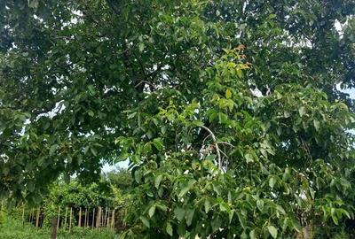 Casă în Ghelari - 2