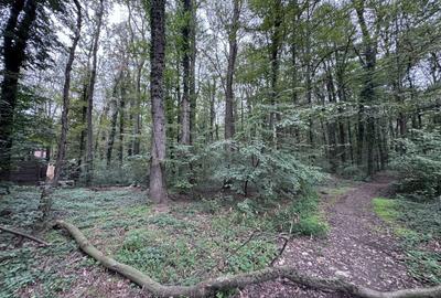 Teren agricol intravilan de 46644 mp, în Băneasa - 2