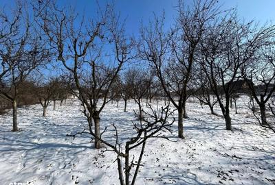 Casă cu 1 camere cu Teren 1059 Mp în Central - 3