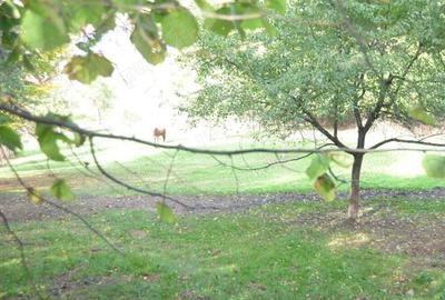 Brasov-Schei -Teren intravilan de vanzare Brasov-Schei -Teren intravilan de vanzare - 10