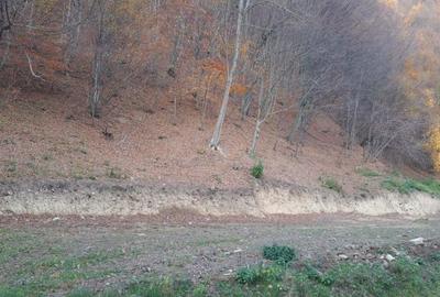 Teren de 9310 mp, în Poiana Mărului