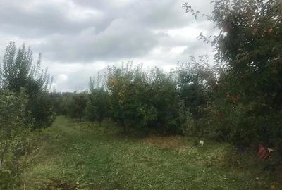 Teren de 1200 mp, în Central - 1