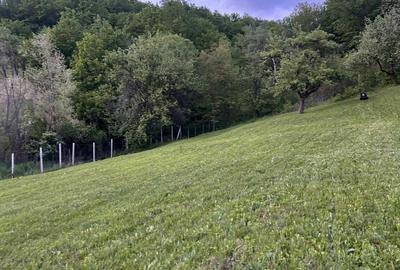 Teren de 11454 mp, în Șoimari - 5