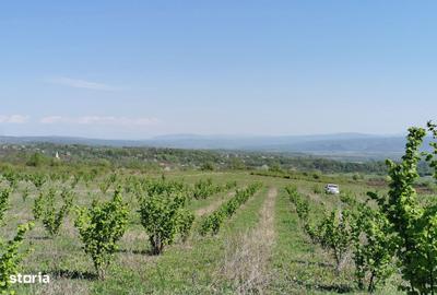 Teren de 126200 mp, în Șoimușeni - 3