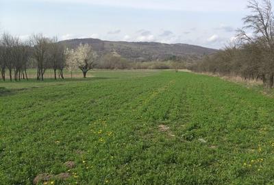 Casă cu 3 camere cu Teren 9000 Mp în Ludași - 3