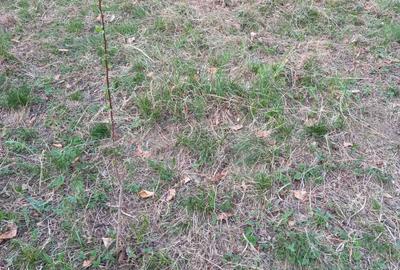 Spațiu comercial, în Central - 1