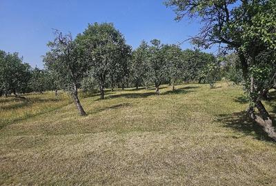 Teren de 11033 mp, în Nucșoara de Sus - 1