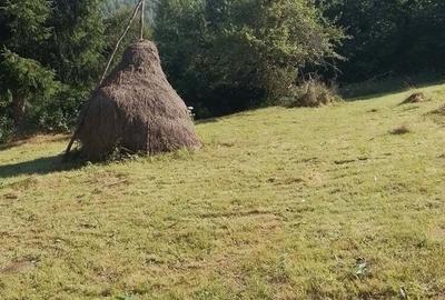 Teren de 10000 mp, în Avram Iancu - 1