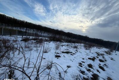 Spațiu comercial, în Brănești - 3