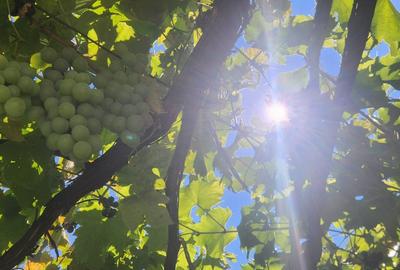 Casa situata in Rasnov in strada Vanatorilor nr. 66, teren 500 mp! - 3