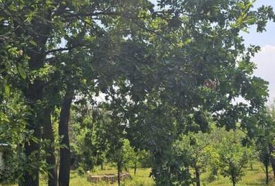 Intravilan 480 mp , loc de casa , zona padure Baicoi Prahova - 3