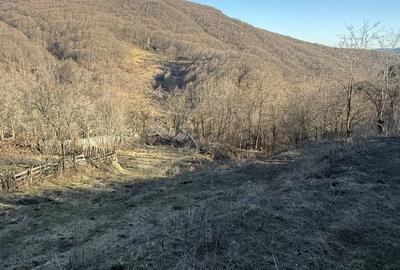 Teren de 1780 mp, în Valea Doftanei - 6