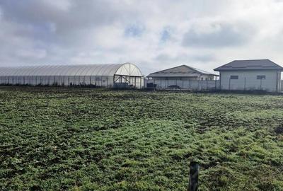 Buftea- Cartier Tineretului-  Magnoliei - 4