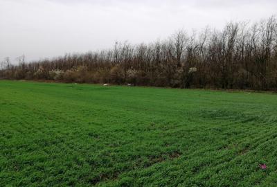 Teren agricol extravilan de 10000 mp, în Afumați - 2