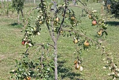 Teren de 1500 mp, în Șomcuta Mare - 4