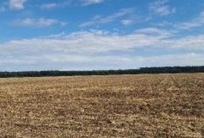 Teren de 2500 mp, în Brănești