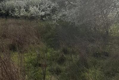 Teren de 9979 mp, în Rediu (Răuseni) - 6