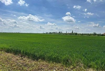 Teren agricol extravilan de 17000 mp, în Moara Vlăsiei - 3