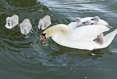 Vila 3 camere Hanul cu Peste cu ponton la lac - 5