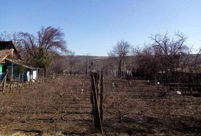 Casă cu Teren 2700 Mp în Iazu Nou - 3