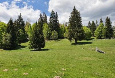 Vand teren 7800mp din care 3000 intravilan si 3800 mp padure - 1