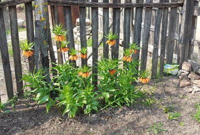 Teren în Central - 3