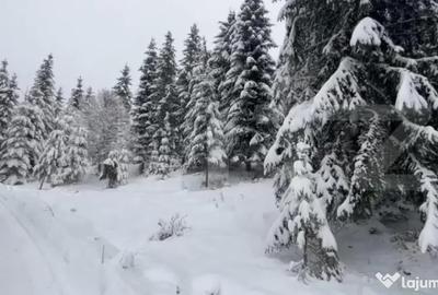 Teren de 1075 mp, în Colibița - 3